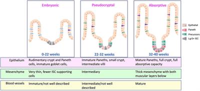 Applying the bronchopulmonary dysplasia framework to necrotizing enterocolitis